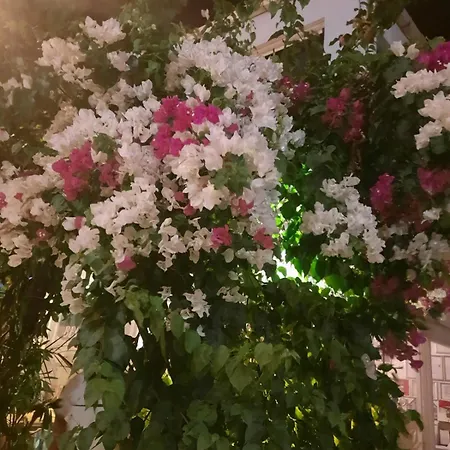 Beyaz Gazde/Camere de închiriat